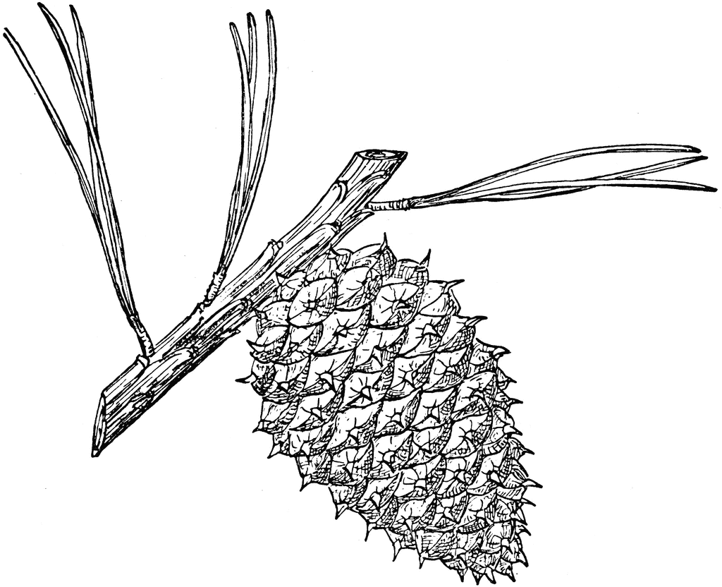 Pine Cone Of Pitch Pine   Clipart Etc