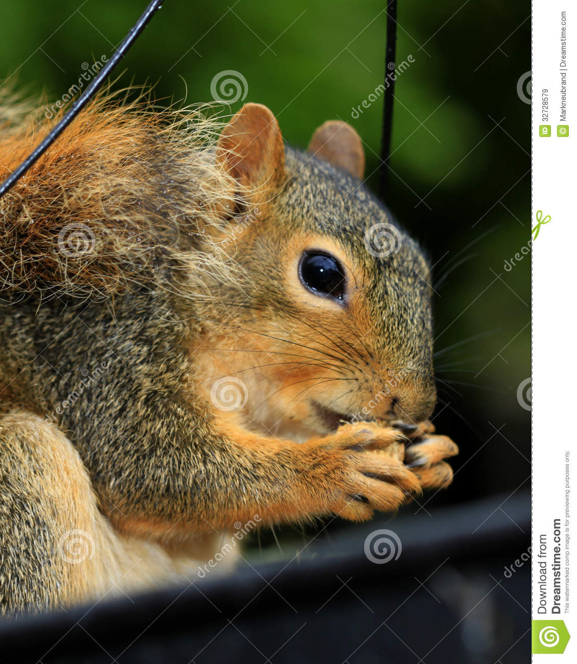 Squirrel Teeth Royalty Free Stock Images   Image  32728579