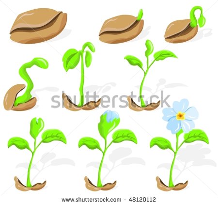 Animated Clipart Seed Flower