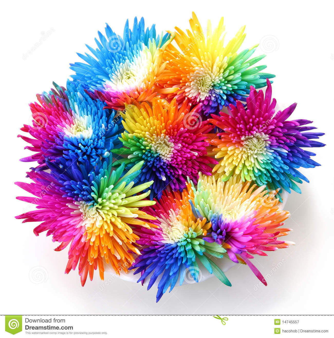 Bouquet Of Rainbow Chrysanthemums Royalty Free Stock Photography