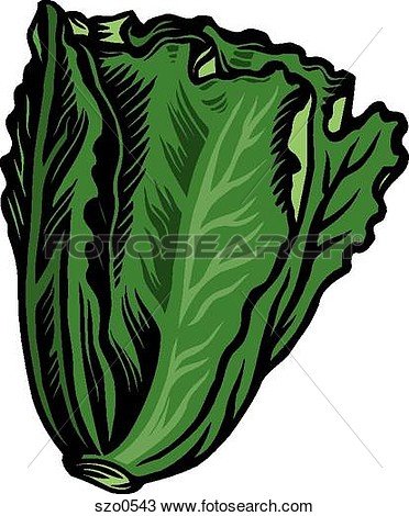Fresh Green Romaine Lettuce Represented On A White Background View    