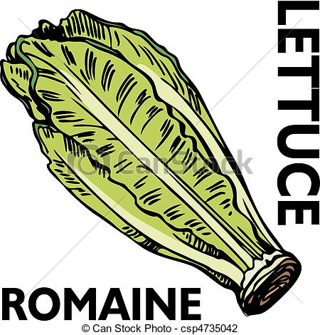 Lettuce   An Image Of Romaine Lettuce Csp4735042   Search Clipart