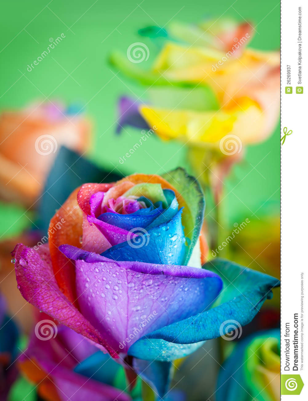 Multi Colored Roses Royalty Free Stock Photography   Image  26269937