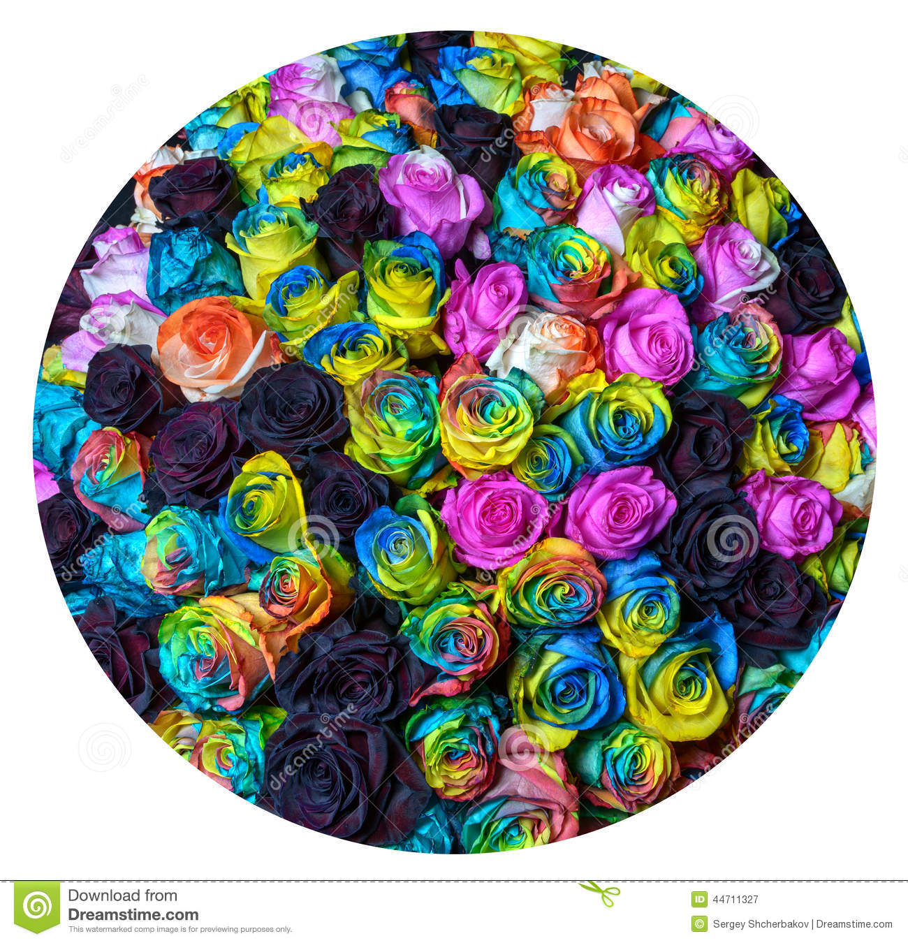 Rainbow Roses 2 Stock Photo   Image  44711327