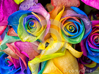 Rainbow Roses Close Up