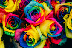 Rainbow Roses Royalty Free Stock Photos