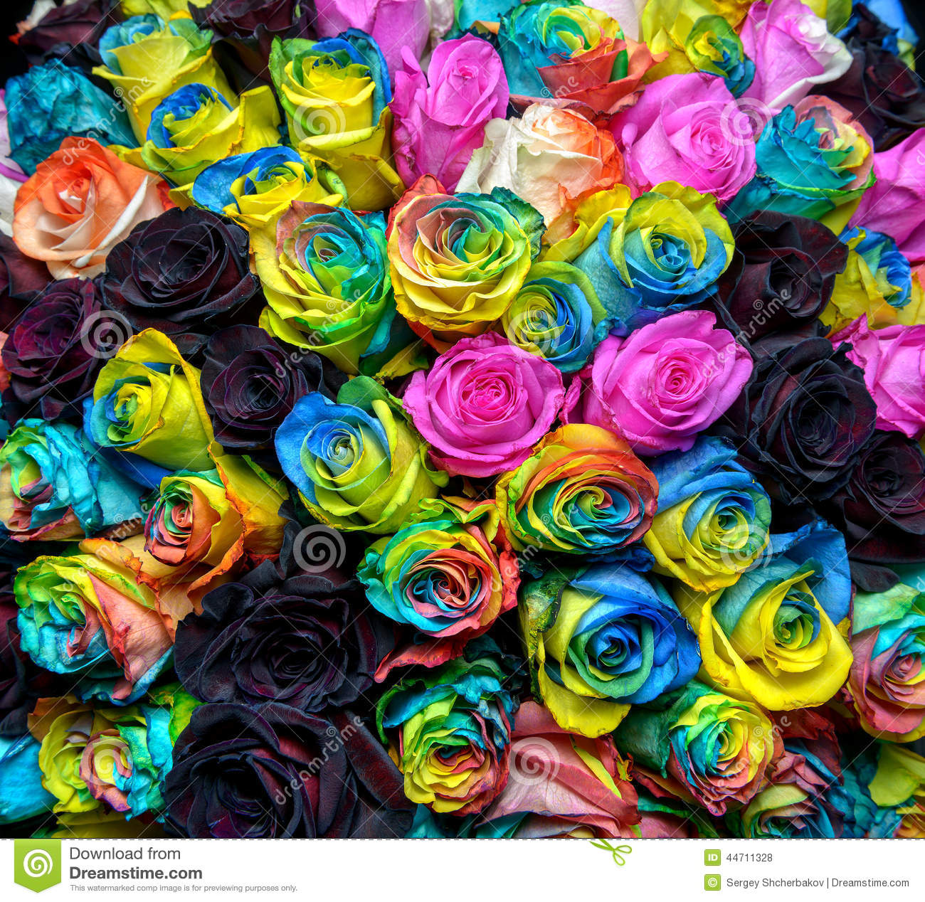 Rainbow Roses Stock Photo   Image  44711328