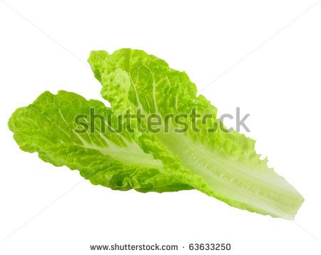 Romaine Lettuce Clipart Romaine Lettuce   Stock Photo
