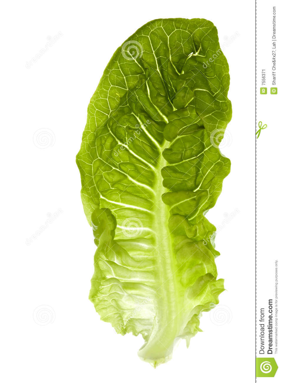 Romaine Lettuce Isolated Stock Image   Image  7556371