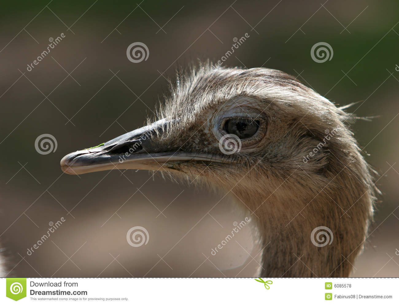 Side Portrait Of Ostrich Bird Royalty Free Stock Photos   Image