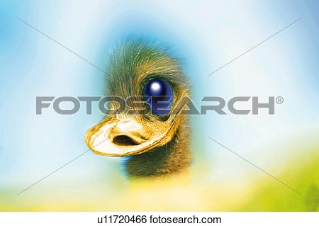 Stock Illustration   Emu With Cute Eyes Side View Cg  Fotosearch