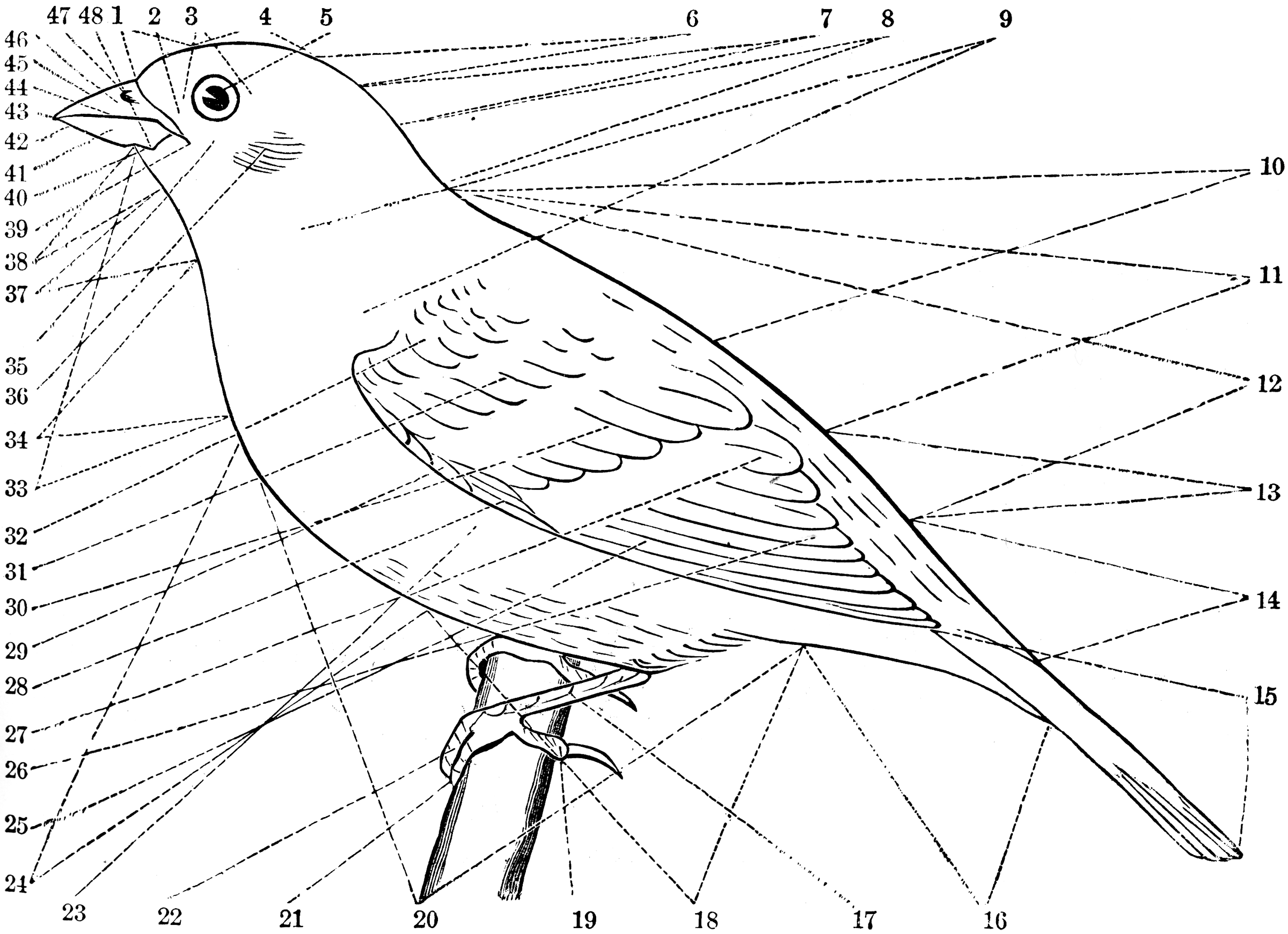 Topography Of A Bird   Clipart Etc