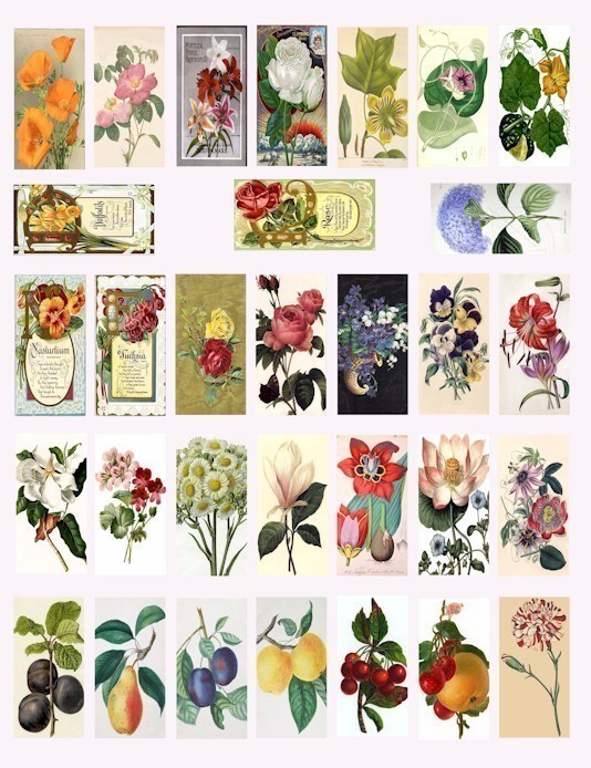 Vintage Flowers Flower Fruit Seed Packets Clip Art Collage Sheet 1 By    