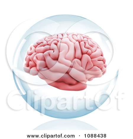 3d Human Brain Diagram Of Pictures