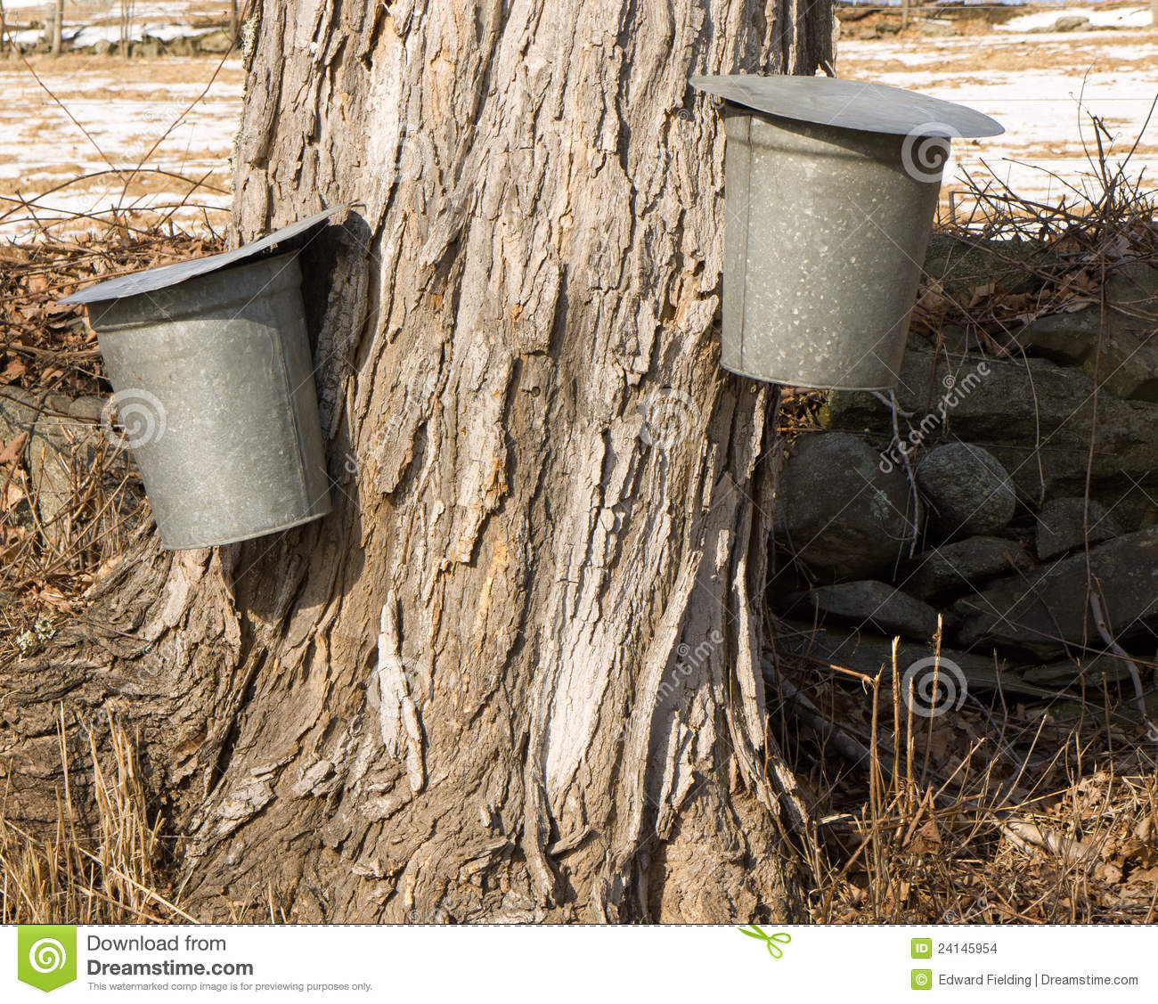 Late Winter Is Maple Sugaring Time In New England Sugar Maples Are    