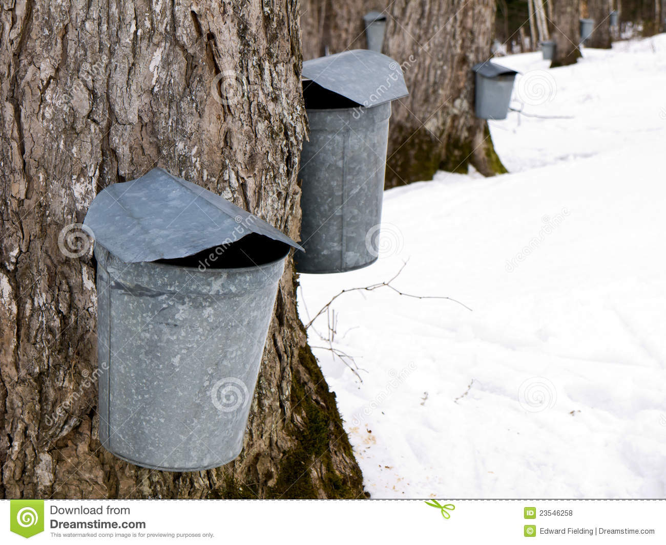 Late Winter Is Maple Sugaring Time In Vermont Sugar Maples Are Tapped