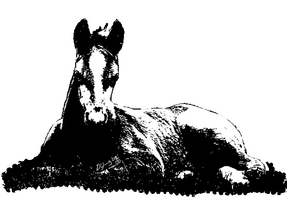 Showmanship Horse Clip Art Free Fox Trotter Clip Art