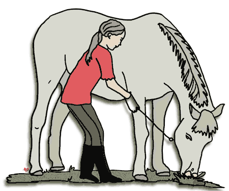 Free Horse Clipart Echo S Free Horse And Pony Clipart To Download
