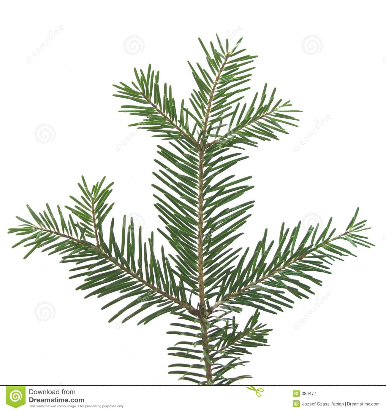 Pine Bough Clipart