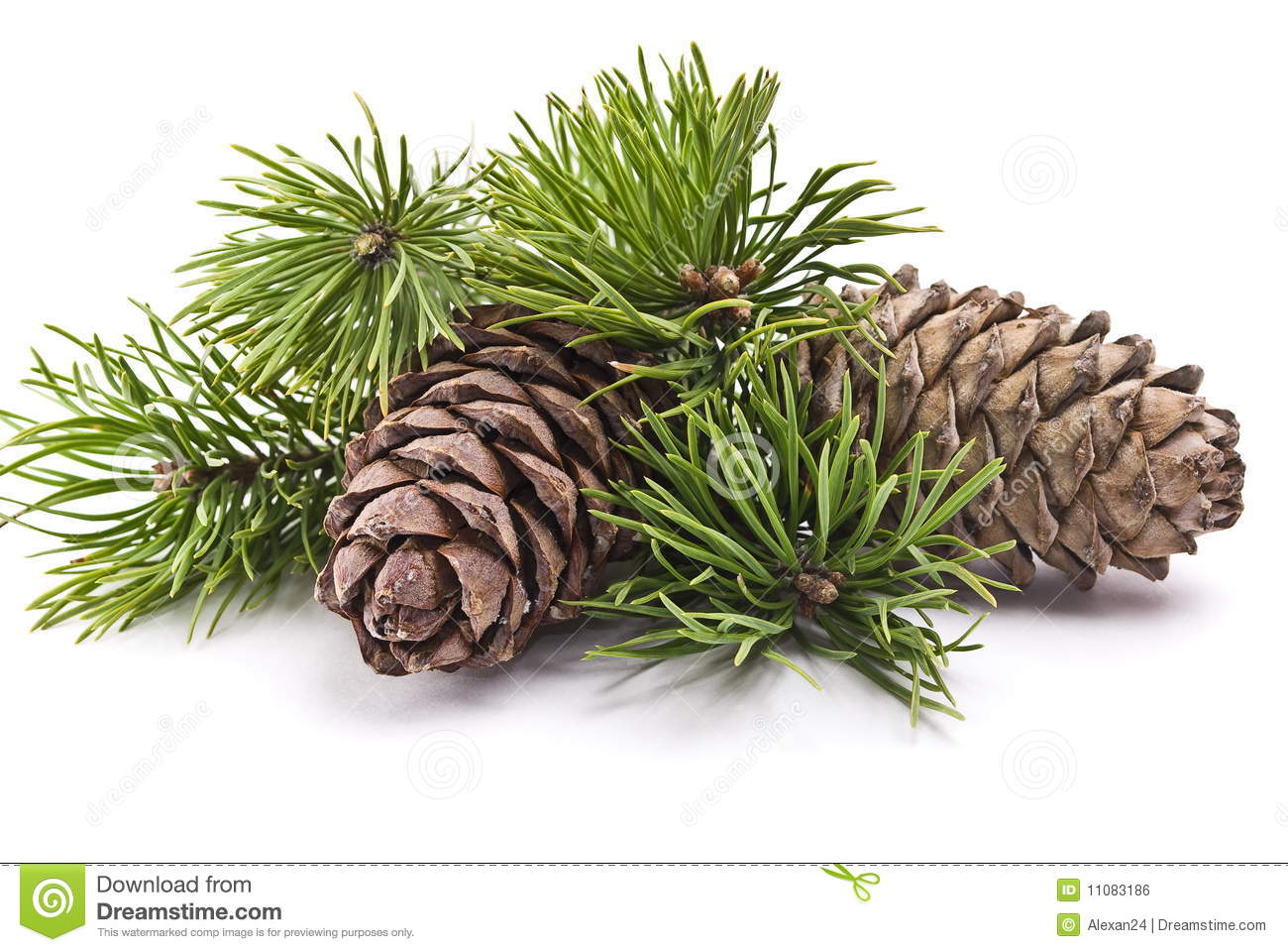 Siberian Pine Cone With Branch Royalty Free Stock Image   Image