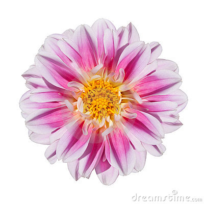 Beautiful Pink And White Dahlia Flower With Yellow Center Isolated On
