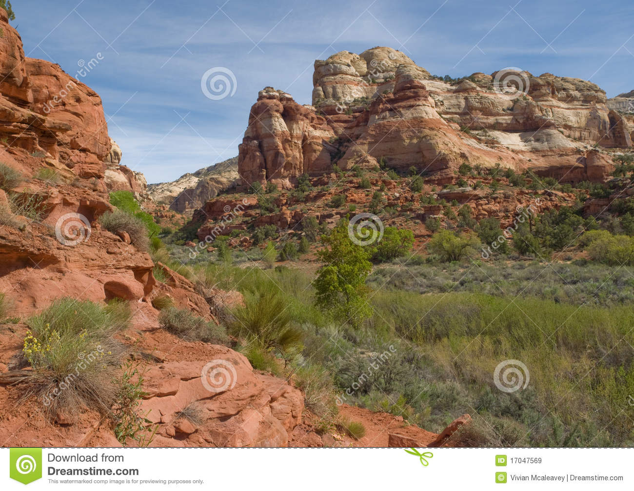 Lush River Valley In Red Sandstone Desert Canyon Royalty Free Stock