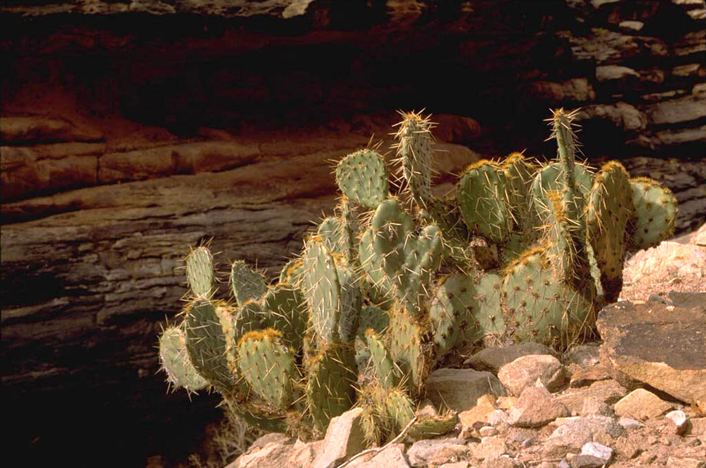 Pictures Flowering Cactus Plants In The Grand Canyon Desert Clipart