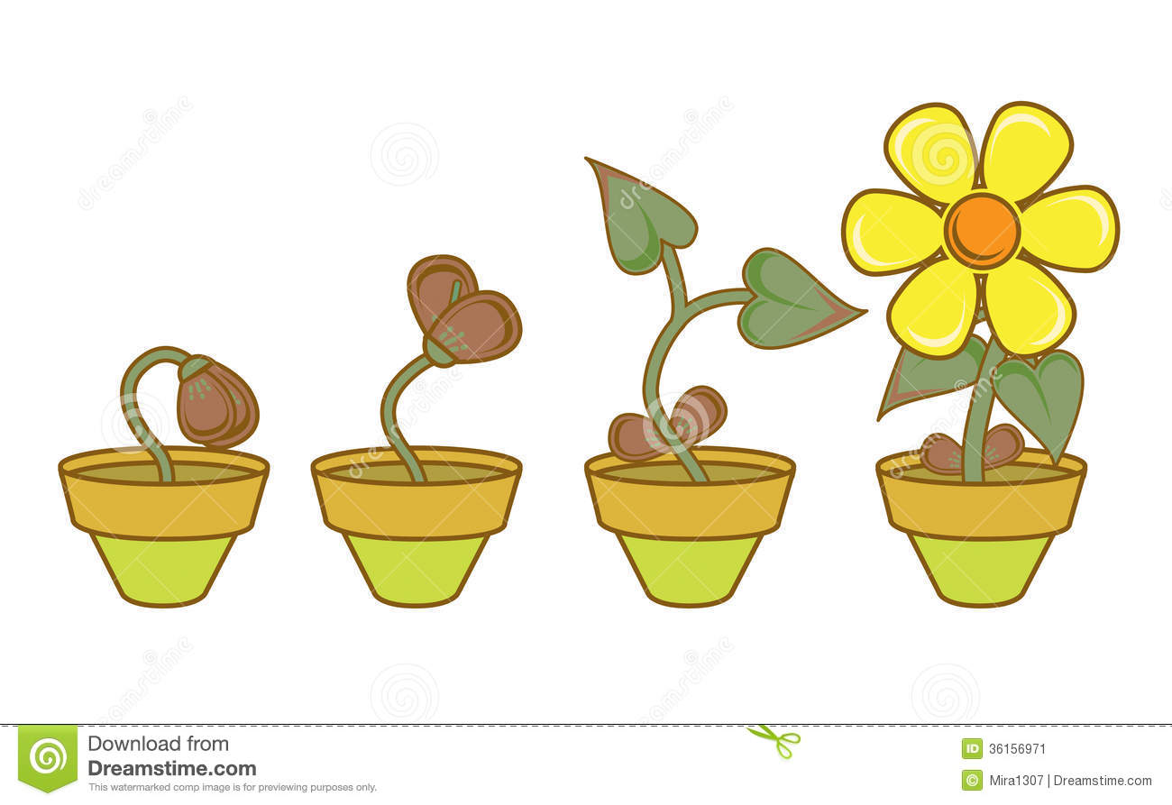Plant As An Analogy Of Personal   Professional Growth And Development