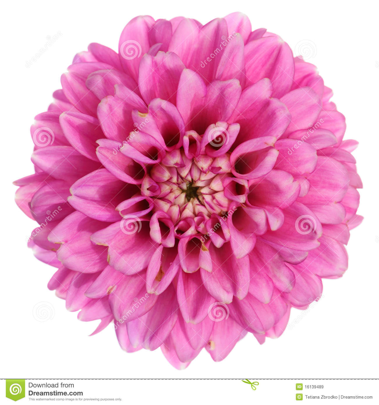 Purple Dahlia Flower Royalty Free Stock Images   Image  16139489