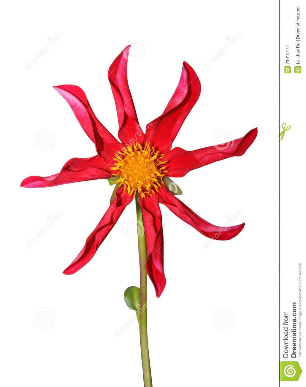 Red Dahlia Flower Stock Photography   Image  21919172