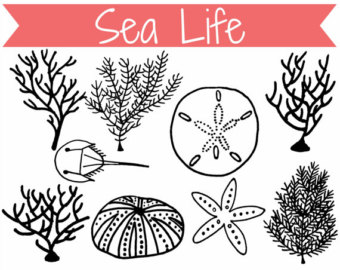Sea Life Clip Art Graphics For Comm Ercial Use    Digital Download
