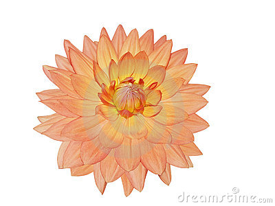 Single Dahlia Flower Royalty Free Stock Photography   Image  13053217