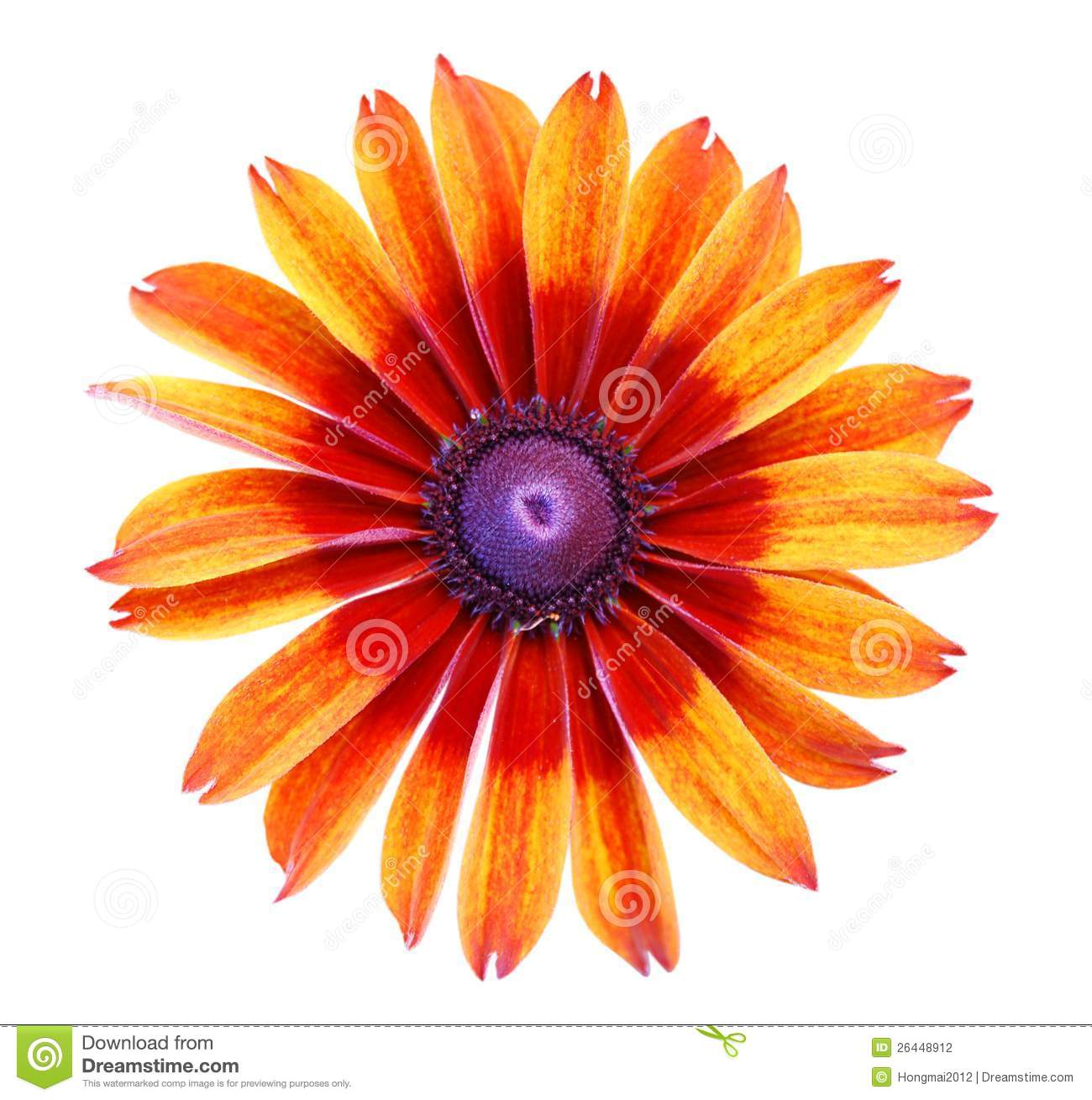 Single Dahlia Flower Stock Photography   Image  26448912