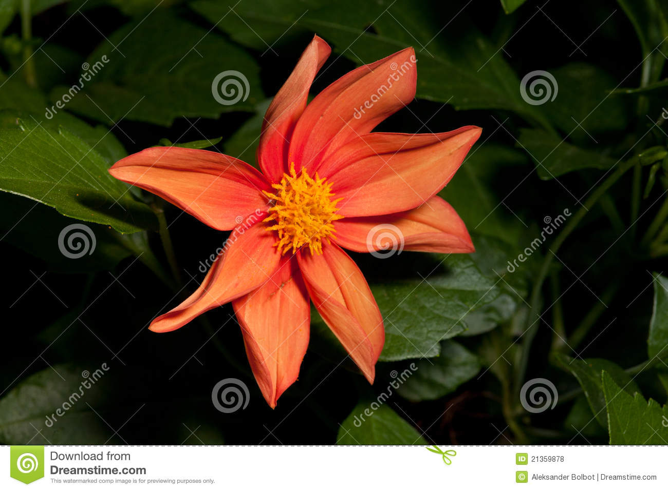 Single Orange Dahlia Flower Closeup Royalty Free Stock Photos   Image