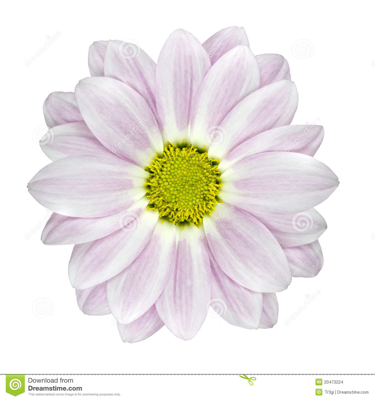 Single Pink And White Dahlia Flower With Yellow Center Isolated On
