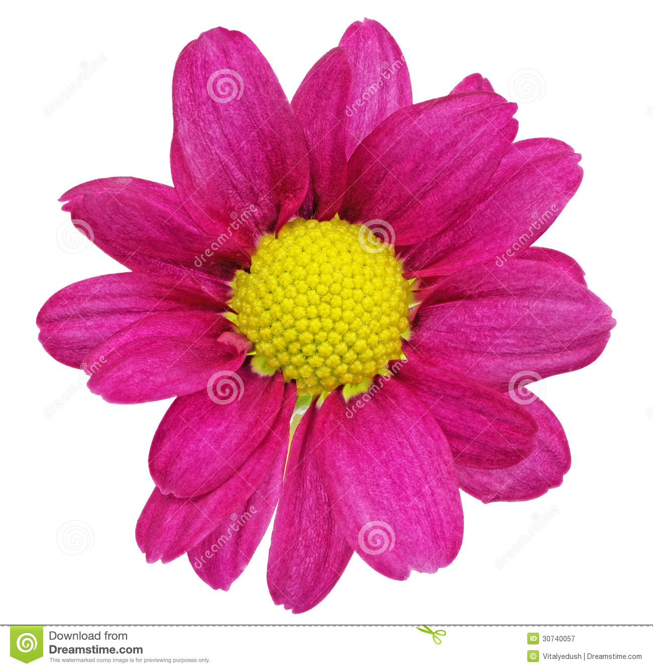 Stock Photography  Beautiful Single Violet Red Dahlia Flowers  Loseup