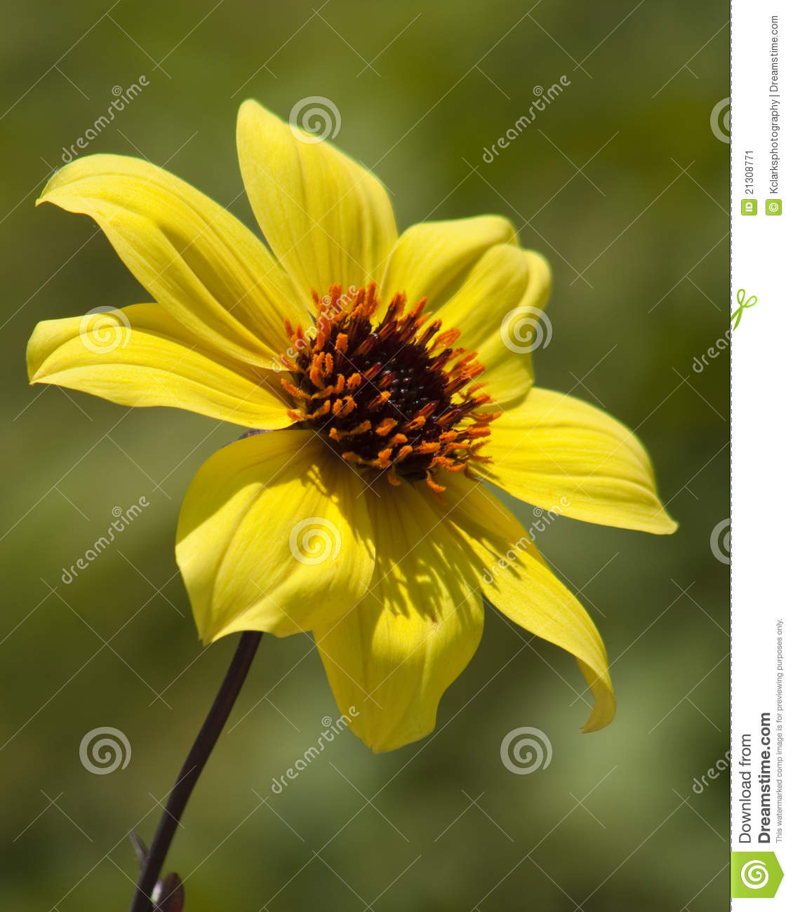This Is A Single Yellow Dahlia Dahlia Variabili That Is Grown As An