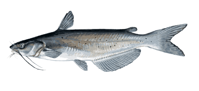 Clip Art Of A Channel Catfish   Dixie Allan