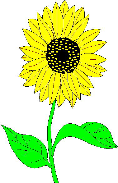 Clip Art   Sunflower Clip Art