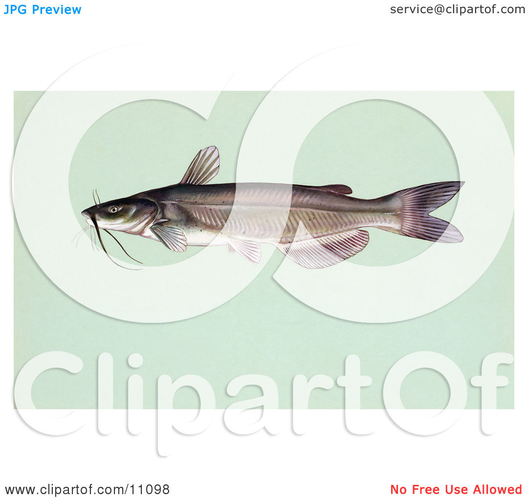 Clipart Illustration Of A Channel Catfish  Ictalurus Punctalus  By