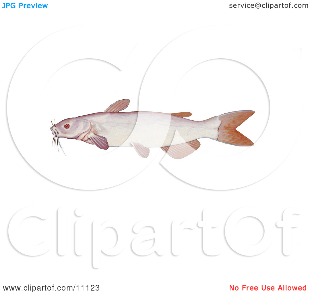 Clipart Illustration Of An Albino Channel Catfish  Ictalurus Punctatus
