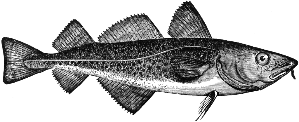 Codfish   Clipart Etc