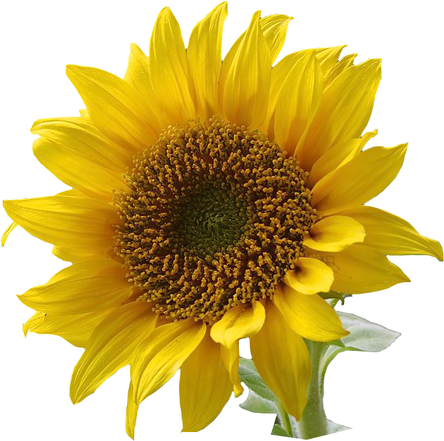 Free Sunflower Graphics Png  Jpg