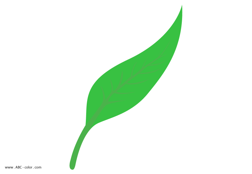 Lanceolate Leaf Shape Raster Clipart
