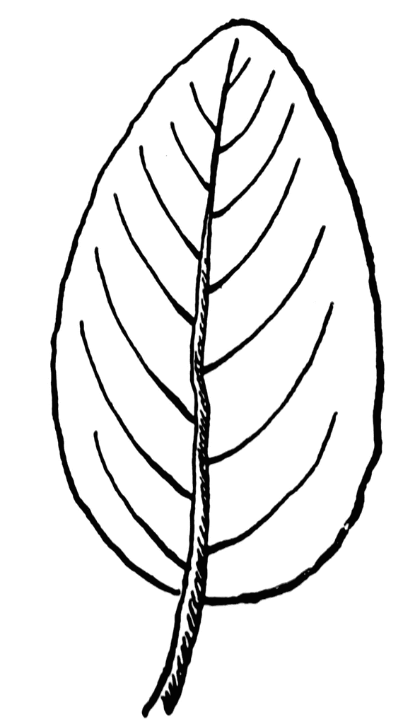 Ovate Leaf Shape   Clipart Etc