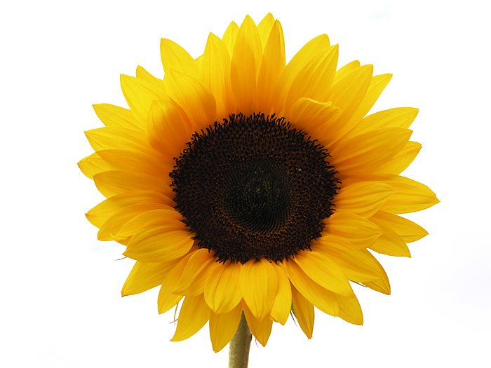 Sunflower Photography   Clipart Panda   Free Clipart Images