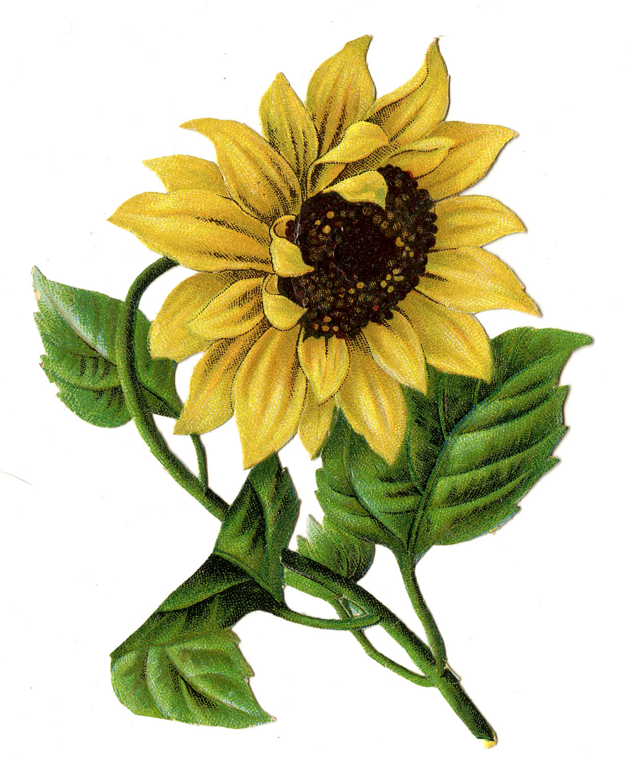 Vintage Image   Colorful Sunflower   The Graphics Fairy