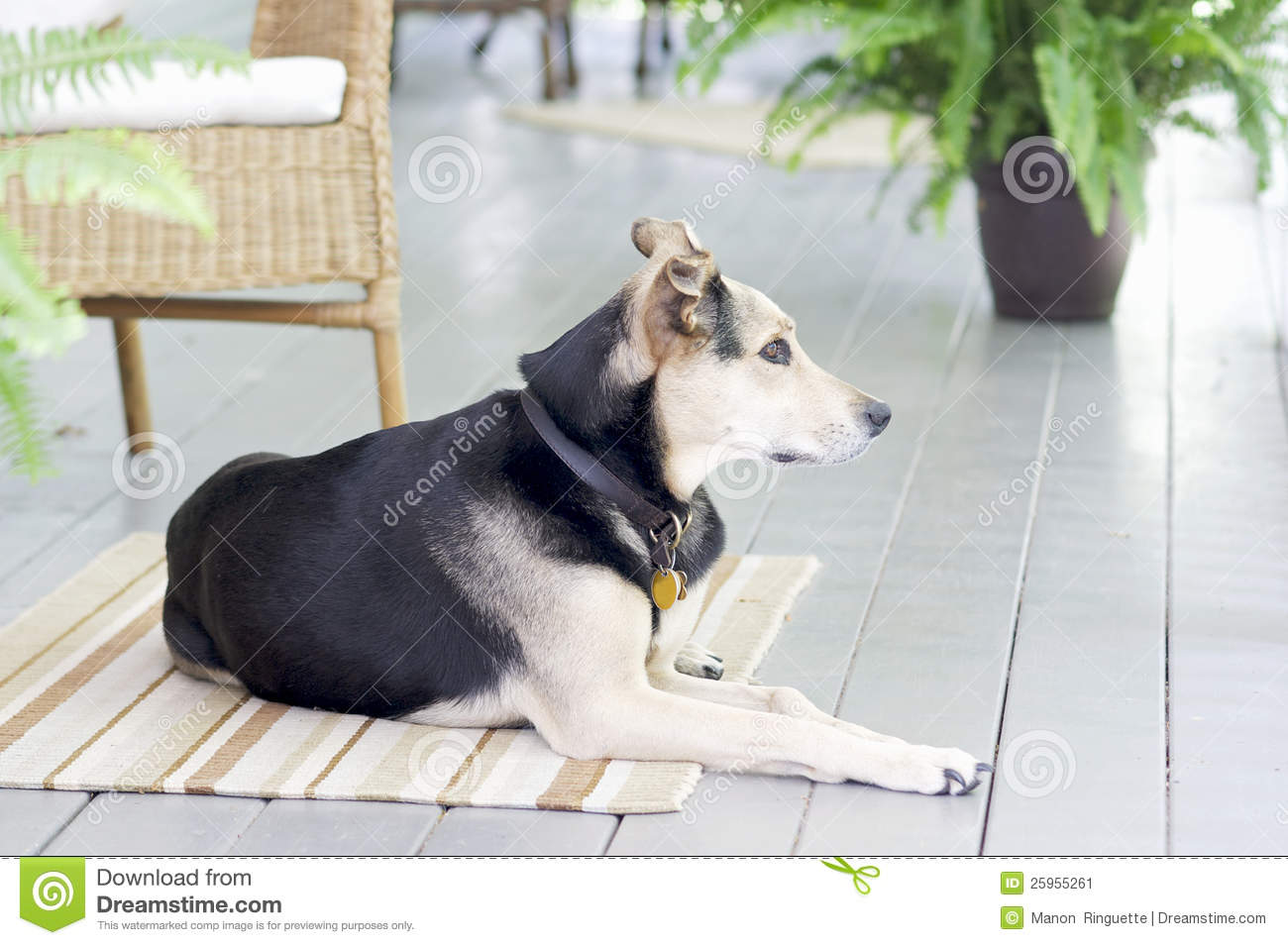 Dog Days Of Summer Stock Image   Image  25955261