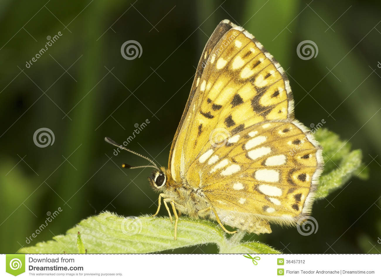Hamearis Lucina   The Duke Of Burgundy Butterfly Stock Photography