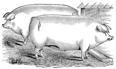 Livestock Show Pig Clip Art Local Livestock Sale With